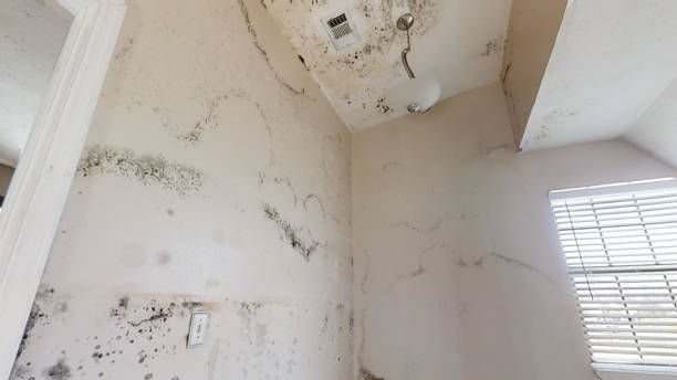 Asbestos and Lead Testing During Mold Inspection in California Polytechnic State University, CA