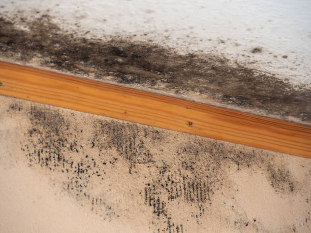 Best Mold Remediation for Healthcare Facilities  in Lifornia Polytechnic State University, CA