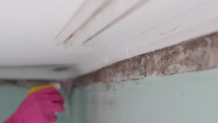 Best Mold-Related Health Consultation  in Lifornia Polytechnic State University, CA